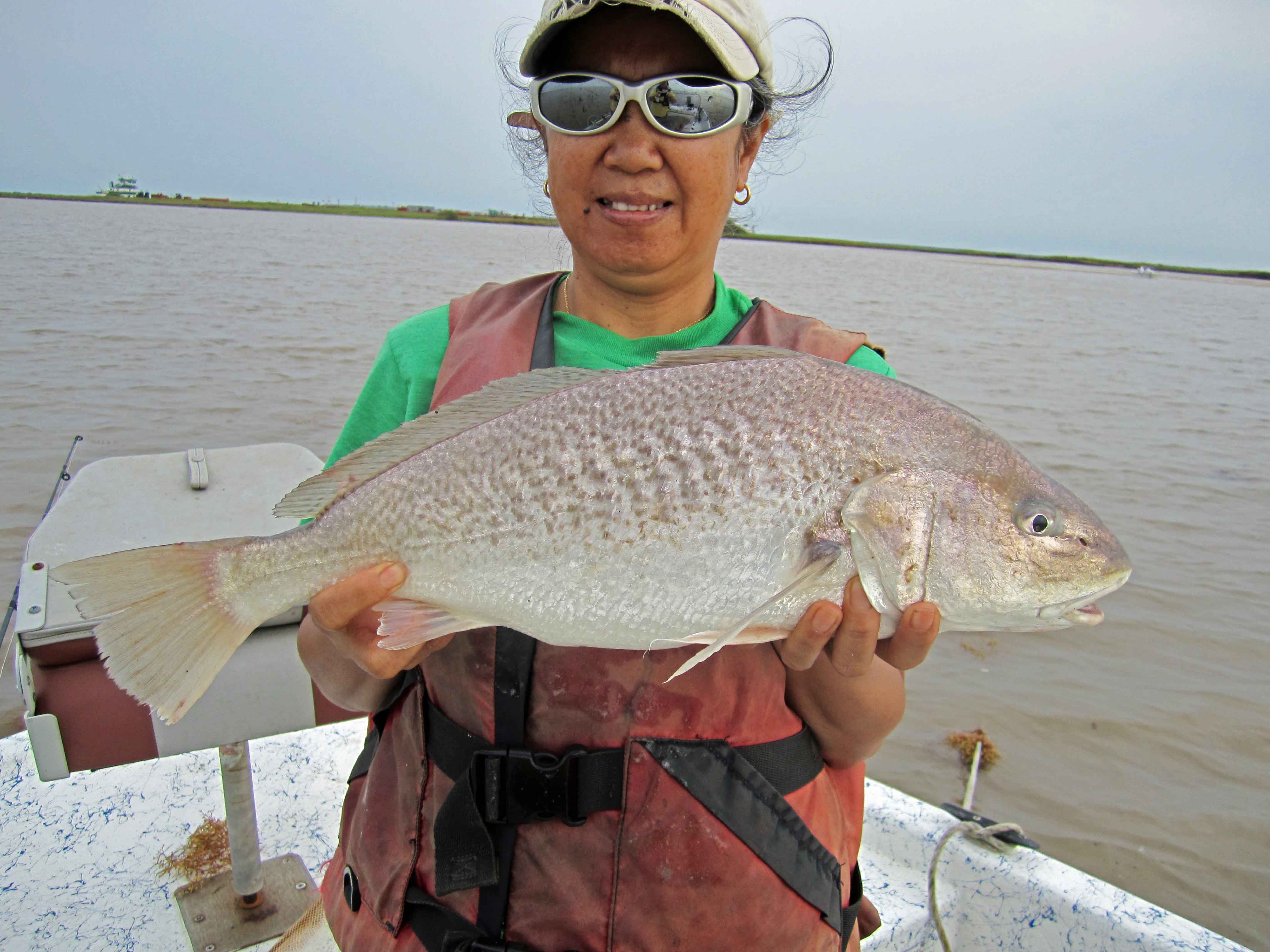 Near Record Croaker Giant Croaker invades Sargent.