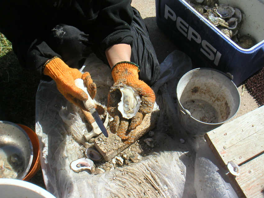 2015 Oyster Season Delay Sargent Texas